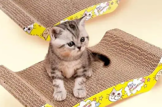 猫抓板有必要买吗？什么样的猫抓板适合猫咪，大小有要求吗？