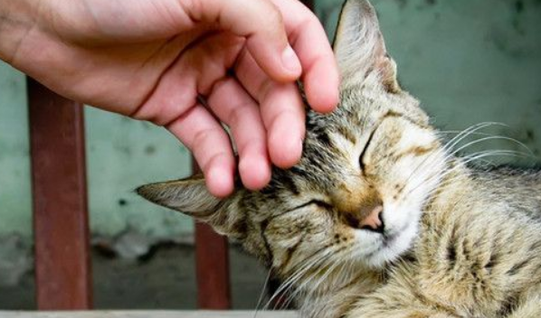 猫咳嗽怎么办吃什么药，猫咪感冒咳嗽吃什么药