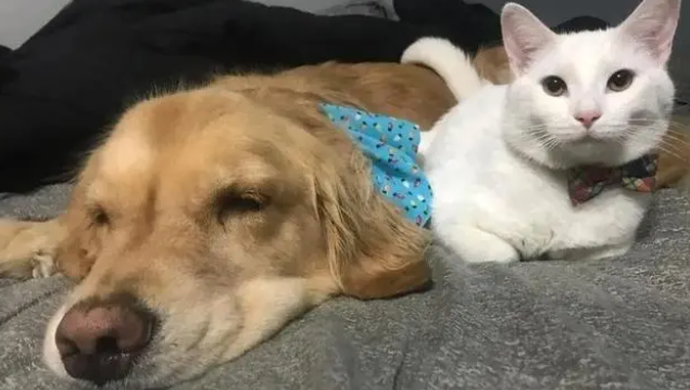 狗羊奶粉可以长期喝吗？养宠知识小分享！