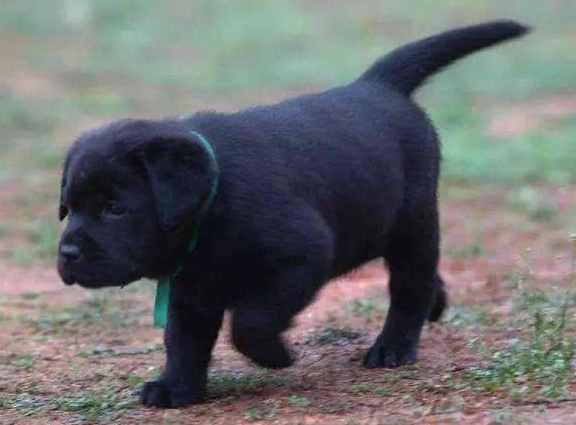 五黑狗是哪五黑？这里有答案！