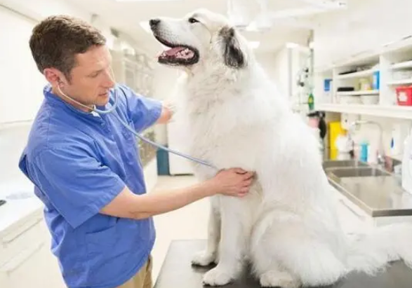 宠物最佳的营养品是“营养膏”，看完以下分析，你还这么认为吗