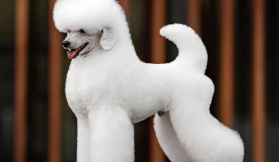 不脱毛的犬是什么犬？ 看完你就知道了