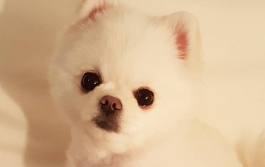 博美除了吃狗粮还可以吃什么？这些你要知道