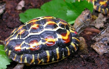 外观酷似蛛网的扁尾陆龟,千万不要搞混啦 外观酷似蛛网的扁尾陆龟,千万不要搞混啦