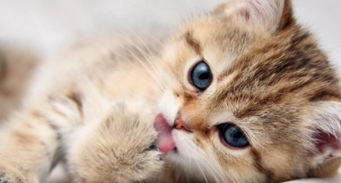 猫用益生菌揭秘,原来他的作用真不小 猫用益生菌揭秘,原来他的作用真不小