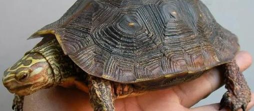 低调“老实”龟——山龟的家养手册