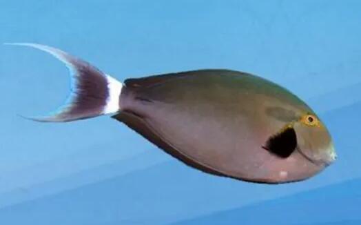 六盾锯尾吊和其他鱼一起养会打架？谁造的谣啊！