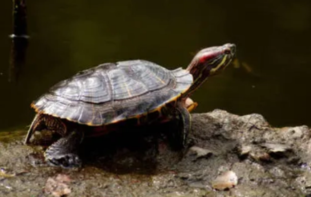 乌龟怎么养？一次喂多少龟粮？