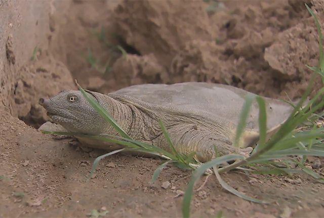 越来越少的中华鳖:你有没有经常在餐宴上见过它? 越来越少的中华鳖:你有没有经常在餐宴上见过它?