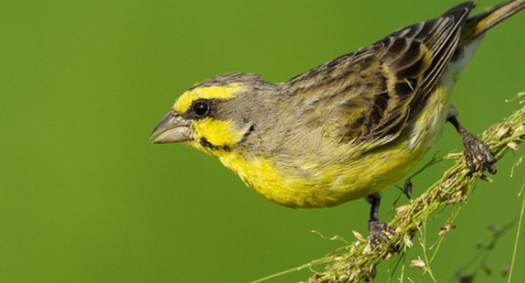 金青鸟怎么饲养得好？我来给你讲讲～