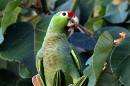 今日解答，红额鹦鹉价格？