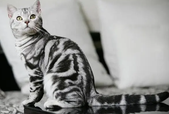 美短虎斑猫的优缺点，你们知道吗？