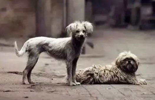 金多乐公益捐赠活动：救助流浪猫狗，我们在行动！