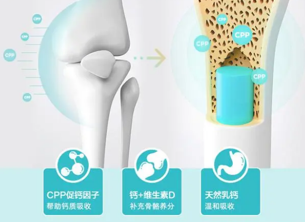 狗狗缺钙该如何补钙？对狗狗钙片你了解多少？