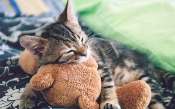 被小猫的爪子划破表皮怎么办？方法在这里