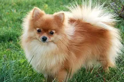 不知道蝴蝶犬和狐狸犬的区别？看过来！