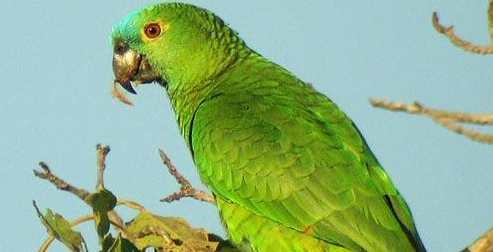 斑点亚马逊鹦鹉有什么特点？想知道吗？