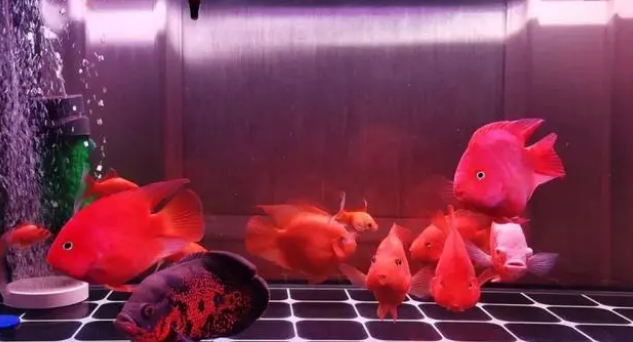 用好饲料喂饱的观赏鱼，体色靓丽更好看