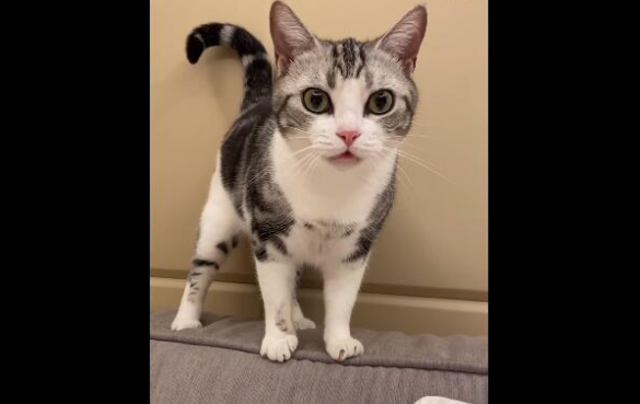 抖音大网红陈td是什么猫，快来了解一下吧~