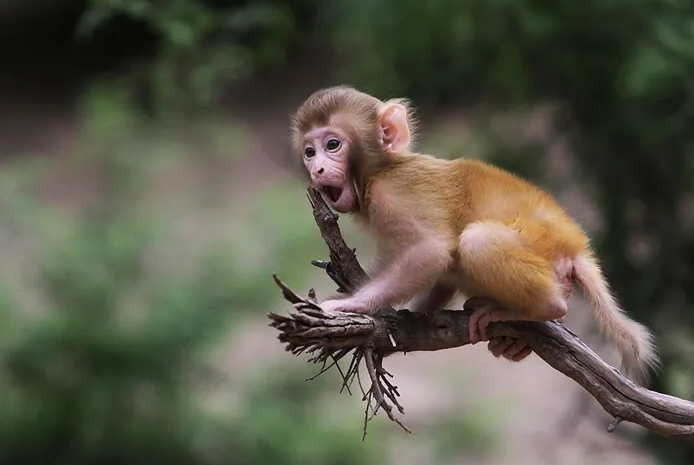 日本袖珍石猴长什么样?这种家庭宠物好养吗? 日本袖珍石猴长什么样?这种家庭宠物好养吗?