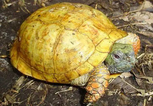 你们说,沼泽箱龟多少钱? 你们说,沼泽箱龟多少钱?