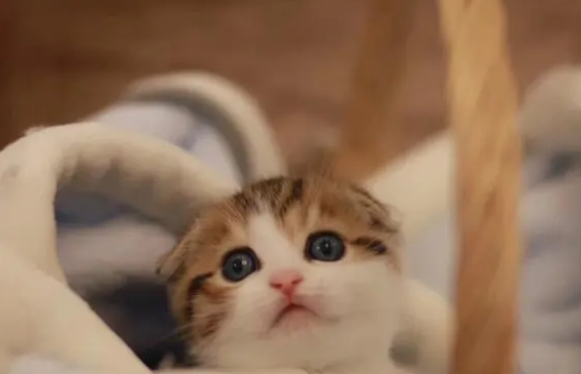 猫咪腹泻益生菌多久吃一次