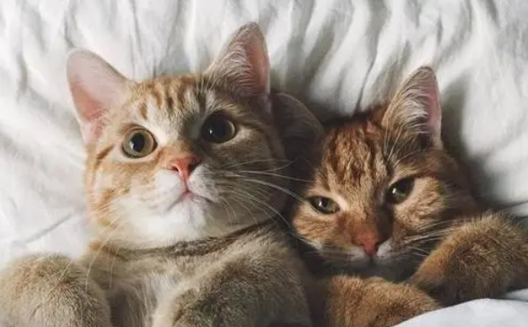 如何让两只猫亲近？铲屎官来学习一下