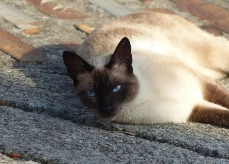 养猫笔记:猫拉稀益生菌怎么吃才正确 养猫笔记:猫拉稀益生菌怎么吃才正确