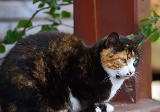 三色猫为什么是幸运猫?原来是这样 三色猫为什么是幸运猫?原来是这样
