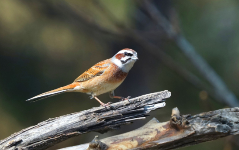 三道眉草鹀多少钱？原来我们都猜错了