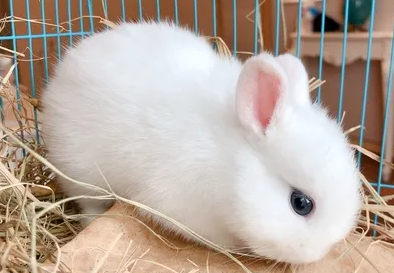 海棠侏儒兔掉毛吗？这里有答案！