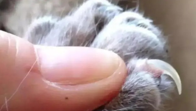 猫的爪子可以剪吗？给猫咪剪指甲要注意什么