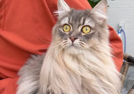 猫奴必知暹罗猫的爪子|眼睛和耳朵护理方法