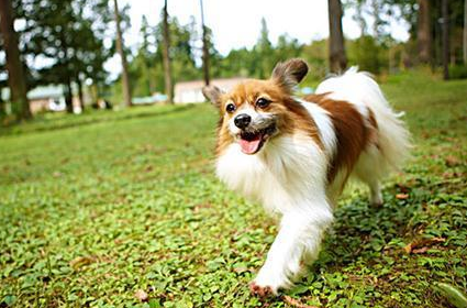 蝴蝶犬吃什么零食?铲屎官来了解一下吧 蝴蝶犬吃什么零食?铲屎官来了解一下吧