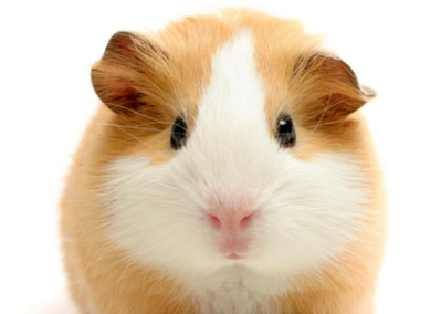 荷兰猪爱喝水怎么办，如何解决？