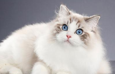 科普时间：布偶是人工培育的品种吗？