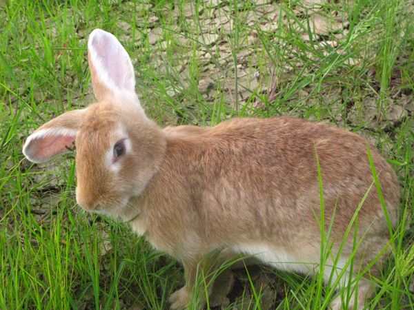 塞北兔容易得什么病？饲养须知