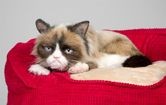 饲养英国短毛猫之前，先来看看它臭不臭吧~