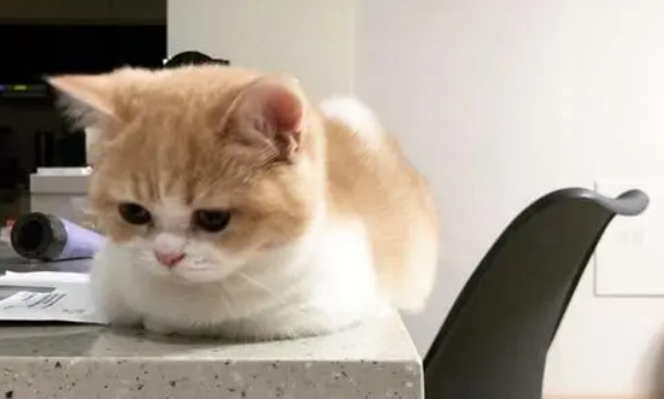 野猫和家猫的区别是什么，注意这几点就可以区分