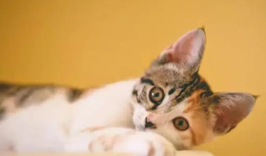 教你怎么做猫抓板