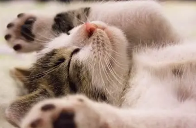 猫用益生菌是什么，幼猫益生菌是否有必要吃