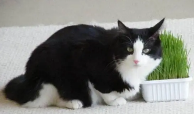猫咪吃猫草好处多，但吃太多可不是好事，铲屎官照看猫主子需留心