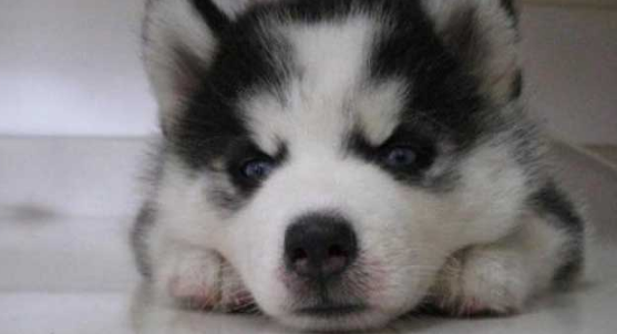 哈奇士的学名叫什么？涨知识了！