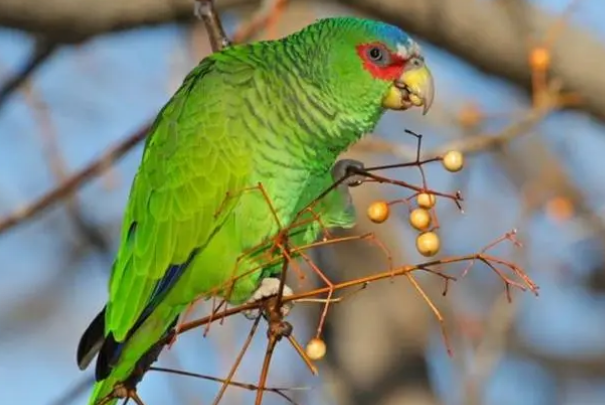 白额亚马逊鹦鹉多少钱?想了解的来看看吧 白额亚马逊鹦鹉多少钱?想了解的来看看吧