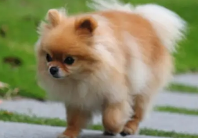 小狗喝自己尿怎么回事？一文为你解惑！