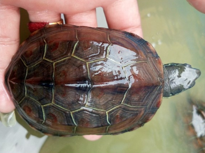 每日一问,中华龟过冬怎么养? 每日一问,中华龟过冬怎么养?