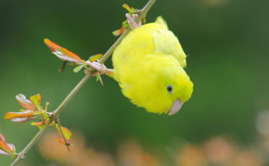 不知道太平洋和横斑鹦鹉区别?这篇文章有答案 不知道太平洋和横斑鹦鹉区别?这篇文章有答案