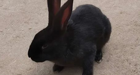 莲山黑兔怎么养？方法是什么？