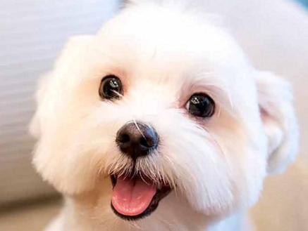 一起来看看狗狗一直转圈走个不停的原因吧！