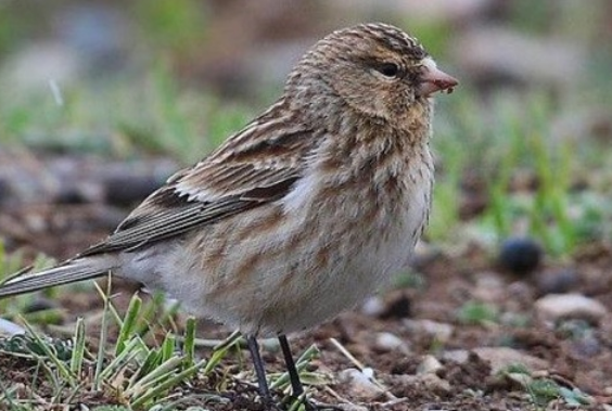 白腰朱顶雀吃什么为食，赶紧拿小本本记下来！